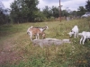 Old Jewish Cemetery, now a goat field